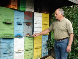 20. maj - svetovni dan čebel