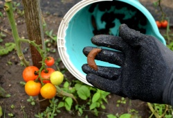 Strah in trepet naših vrtov: Kako zmagati v boju s polži?