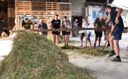 FOTO: Žetev in metev prosa po starem