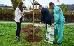 Rožnato drevo tudi v Julijinem parku; potipaj raje svoje