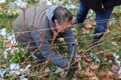  Vrtičkanje: Čas je za delo v sadovnjaku; katera so še februarska opravila?