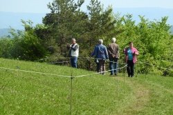 Vrvična ograja na Lovrencu, ki poleg planincev prostovoljcev varuje rastišče zavarovanega Clusijevega svišča. (Foto Dušan Klenovšek)