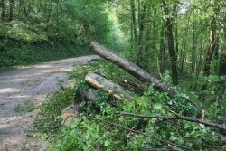 Več dreves se je podrlo na ceste.