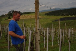 ... Jurij Krštinc, eden od šentjernejskih vinogradnikov, je danes prav žalostno pogledoval vinske trte. (Fotografiji: L. Markelj)