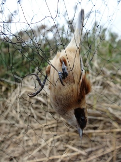 Ptico za obročkanje ujamejo v mrežo, a takoj po postopku jo izpustijo.