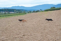 Na območju Bršljina, Cegelnice, Prečne, Češče vasi in Podbreznika se že dlje časa potikajo potepuški psi. (Foto: R. N.)