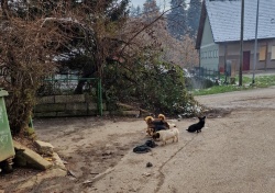 V romskem naselju Žabjak - Brezje prosto naokrog tekajo psi.