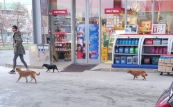 Psi so prišli celo na bencinski servis v Bršljinu.