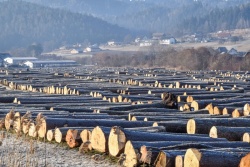Letno v Kočevskem rogu posekajo skoraj 170.000 kubičnih metrov  lesa, kar je okoli štiri odstotke vsega lesa, posekanega pri nas. (Foto: arhiv; Zavod za gozdove Slovenije)