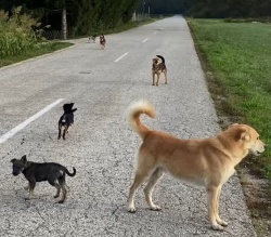 Odvezani psi na cesti Zameško–Šentjernej ogrožajo prometno varnost, preganjajo pa tudi divjad. (Foto: J. L.)