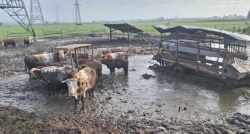 V takem okolju naj bi bile krave, ki so jih v Leskovcu pri Krškem odvzeli kmetu. (Foto: FB Društvo za zaščito konj)