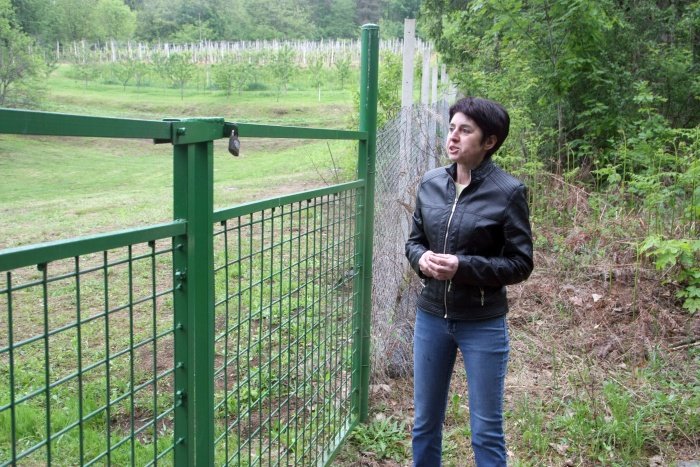 Hči Nataša Moravec Jakofčič pred vinogradom, v katerem so migranti ugrabili njenega očeta.