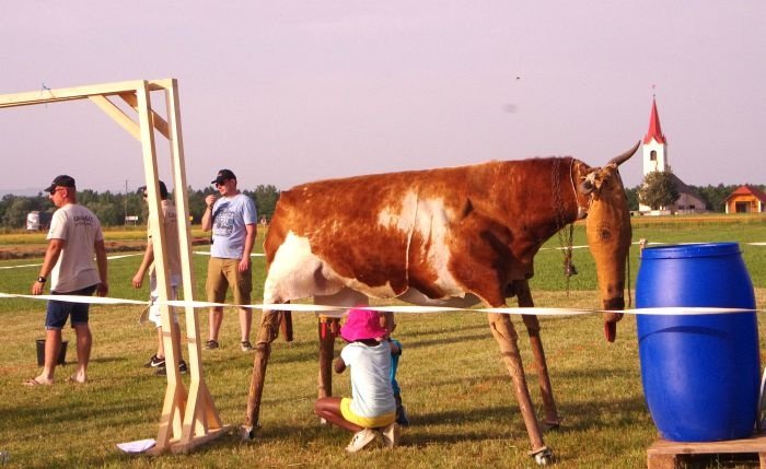 Znamenita krava iz Gradišča - prav vsako leto jo tekmovalci molzejo.
