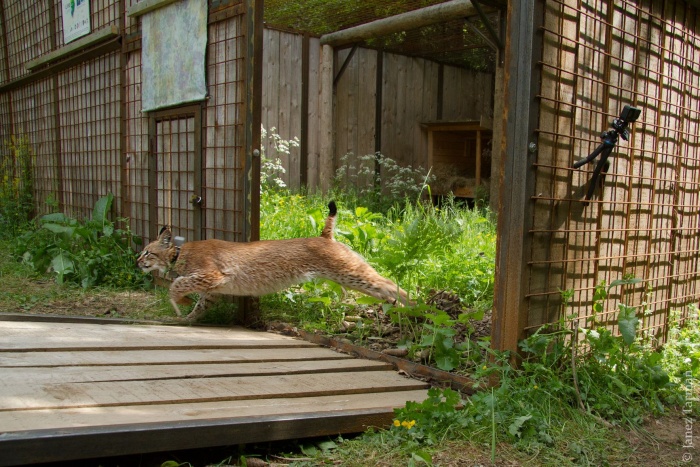 Boris je skočil v naravo (Foto: LIFE Lynx)