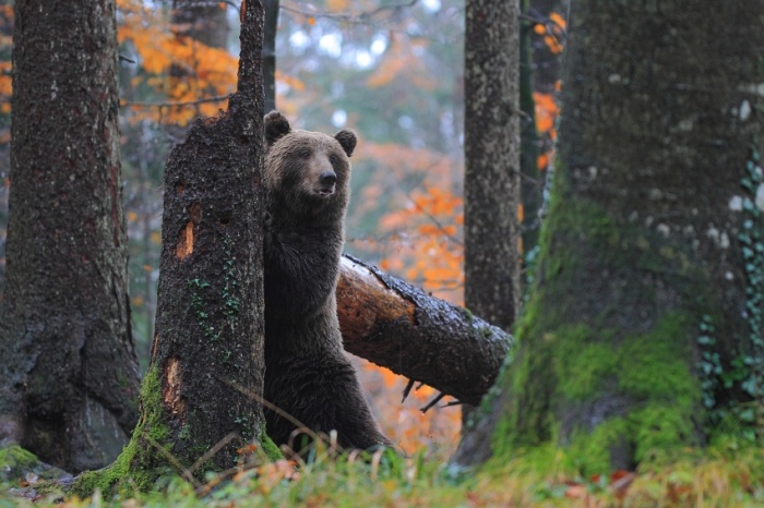 Medved (Foto: Marjan Artnak)