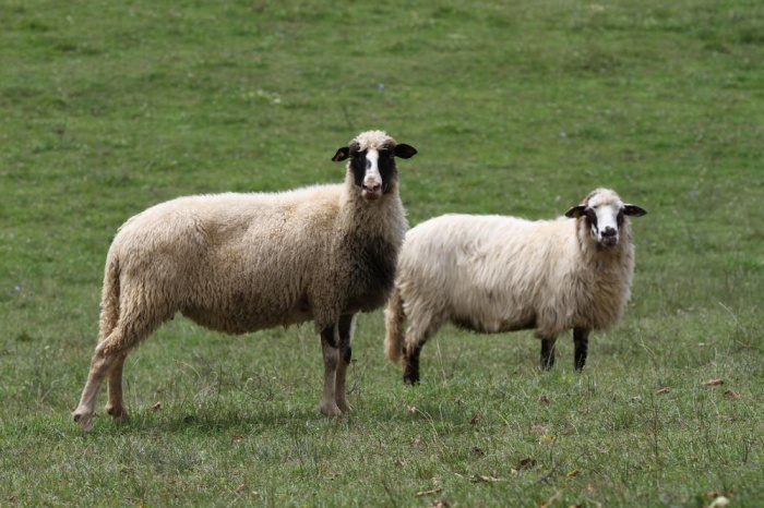 Reja ovac je bila pomembna dejavnost v Beli krajini. Danes na tem območju redijo 8.000 plemenskih ovc. (Foto: Krajinski park Kolpa)