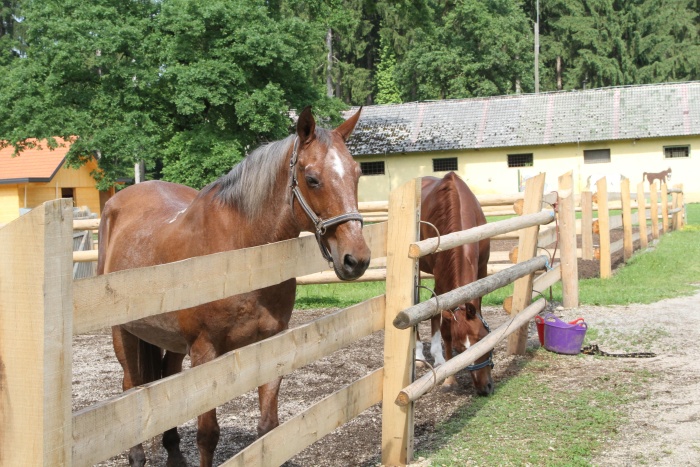 Del športnega parka v Češči vasi bo tudi obstoječi konjeniški center. (Foto: I. Vidmar)