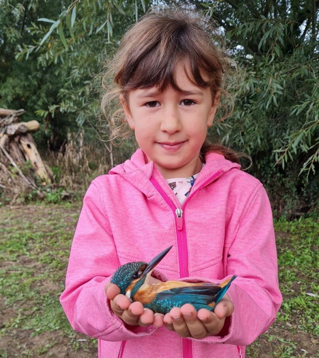 Obročkanje ptic v Zdravcih - letošnje presenečenje tamarisovka z madžarskim obročkom