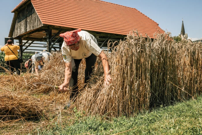 FOTO: V Deželi kozolcev poželi pšenico