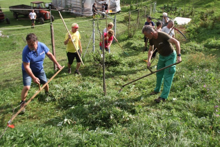 FOTO: Na Makutah tradicionalna košnja na roke