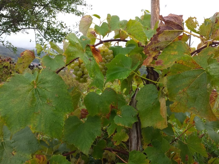 Ob trgatvi pogled na zdravo grozdje razveseli vinogradnika. A v mnogih vinogradih ni tako. (Foto: arhiv; L. L.)