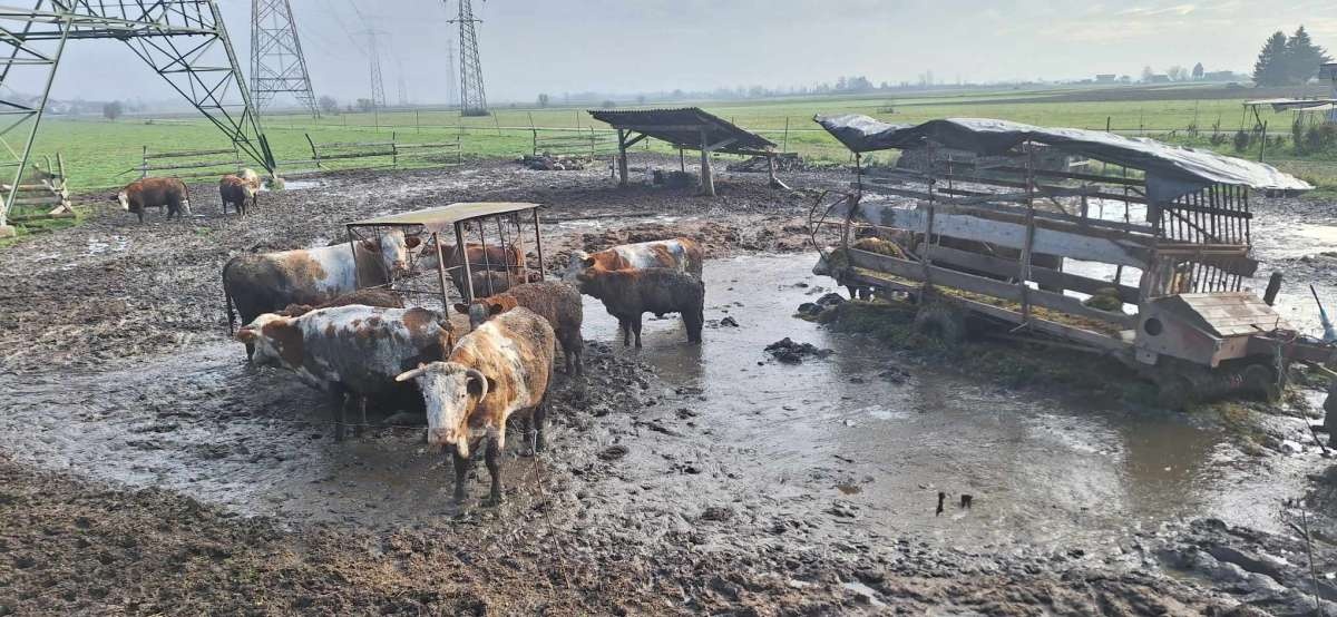 V takem okolju naj bi bile krave, ki so jih pri Krškem odvzeli kmetu (Foto: FB Društvo za zaščito kon