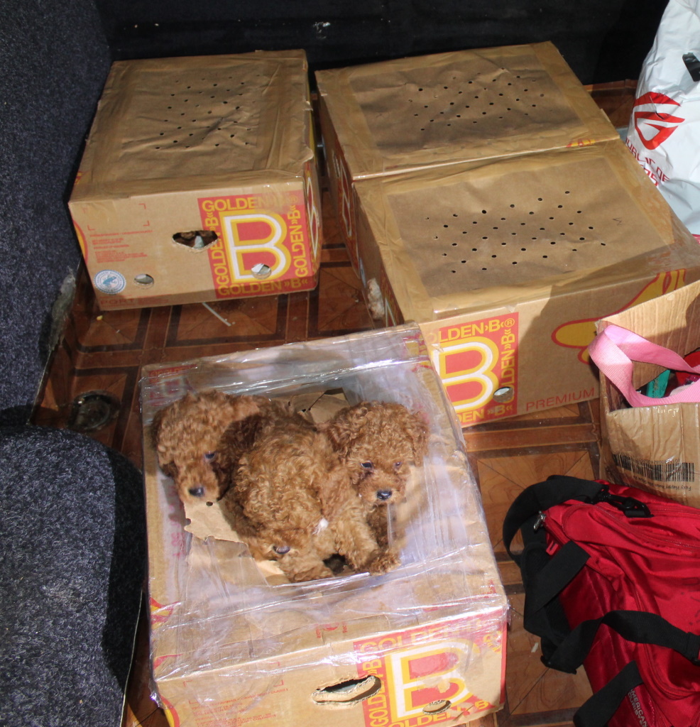 V kartonskih škatlah, brez hrane in vode, so jih tihotapili v kombiju. (Več fotografij spodaj v fotogaleriji)