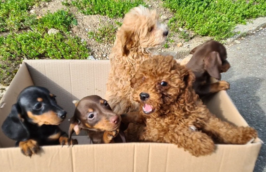 FOTO: Tihotapili enajst pasjih mladičev; male kepice v oskrbi veterinarjev dobro napredujejo