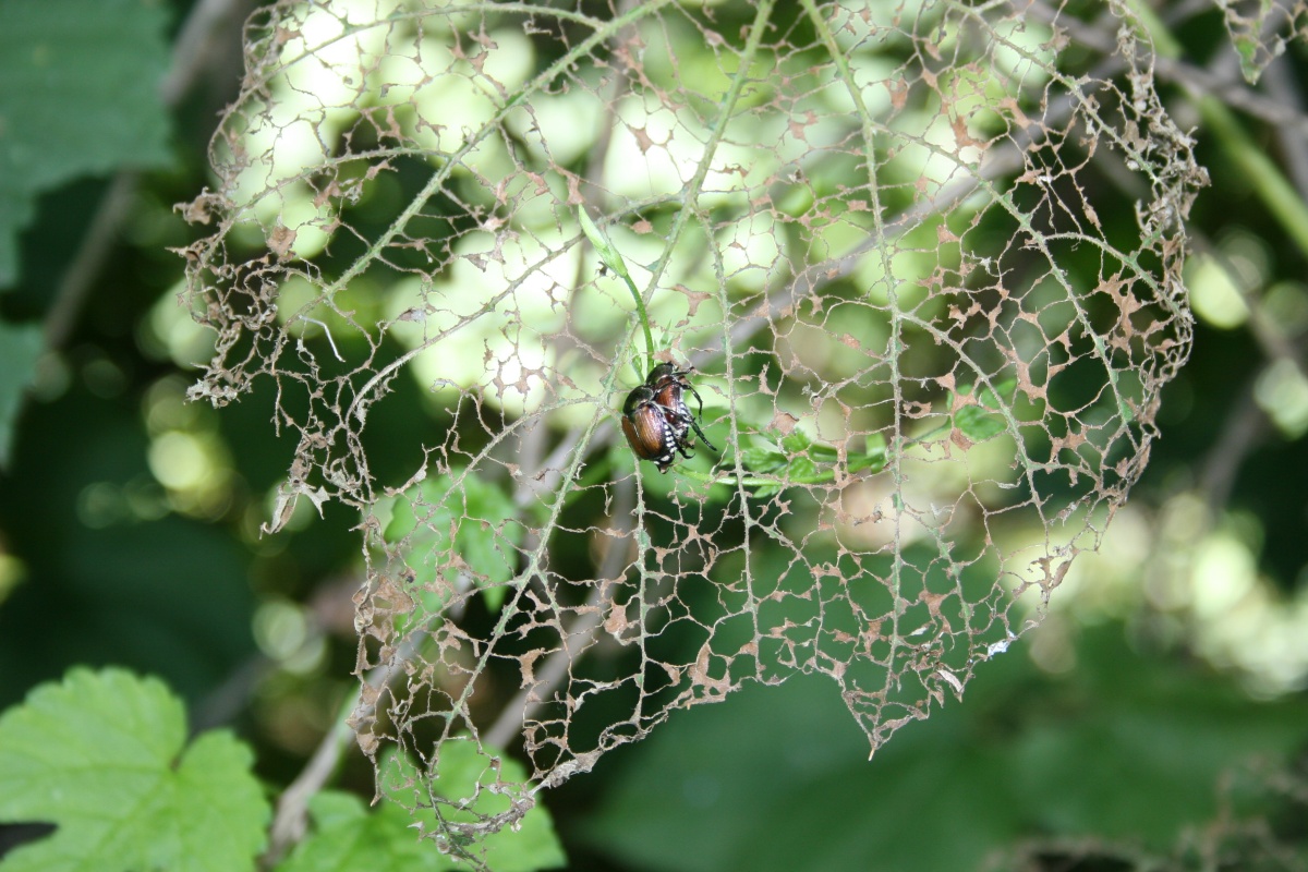 Popilia-japonica-danni-su-vite-DISAFA-16