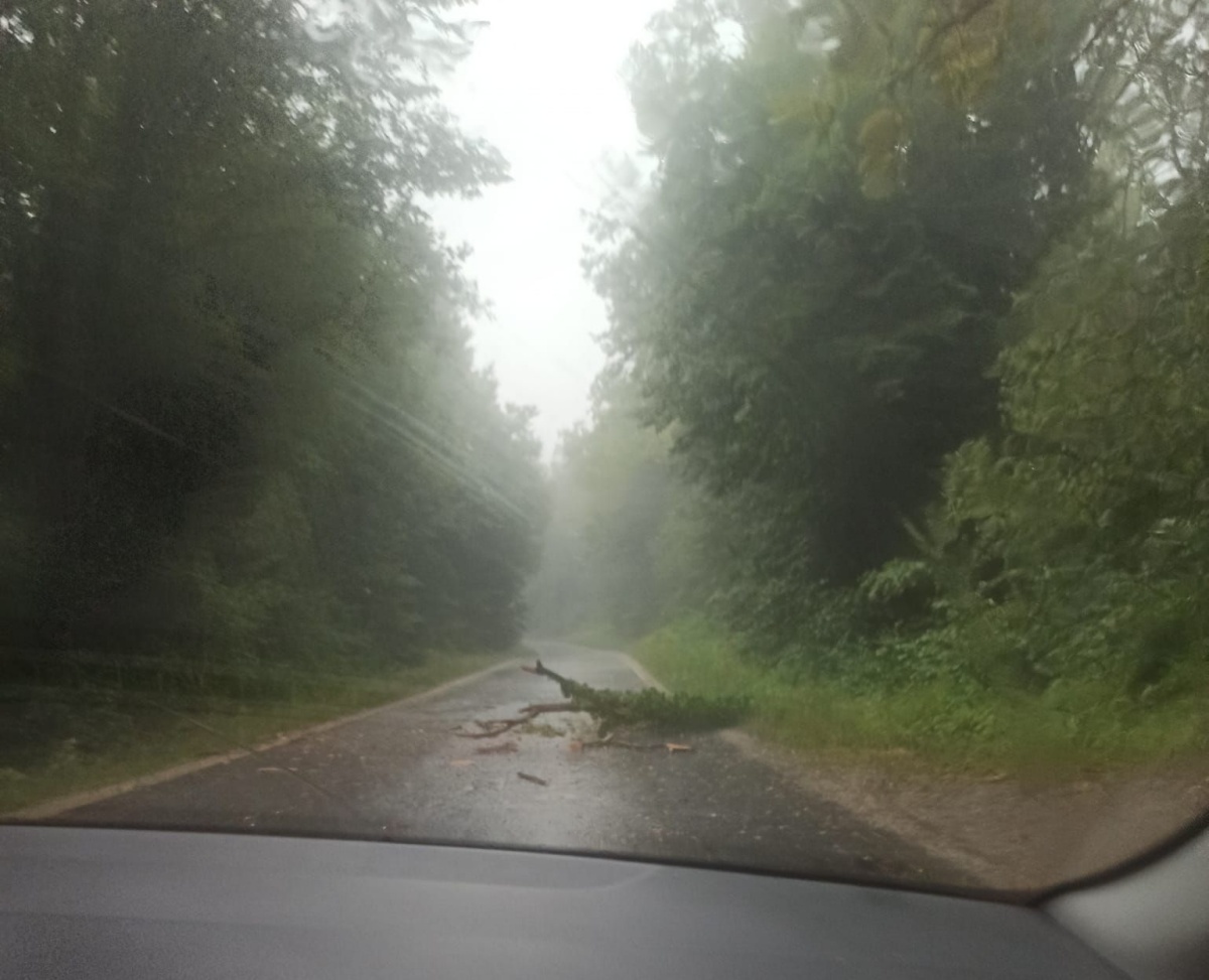 Podrto drevo na cesti Stranska vas- Klošter (Foto: FB Stanje na cestah v Beli krajini)