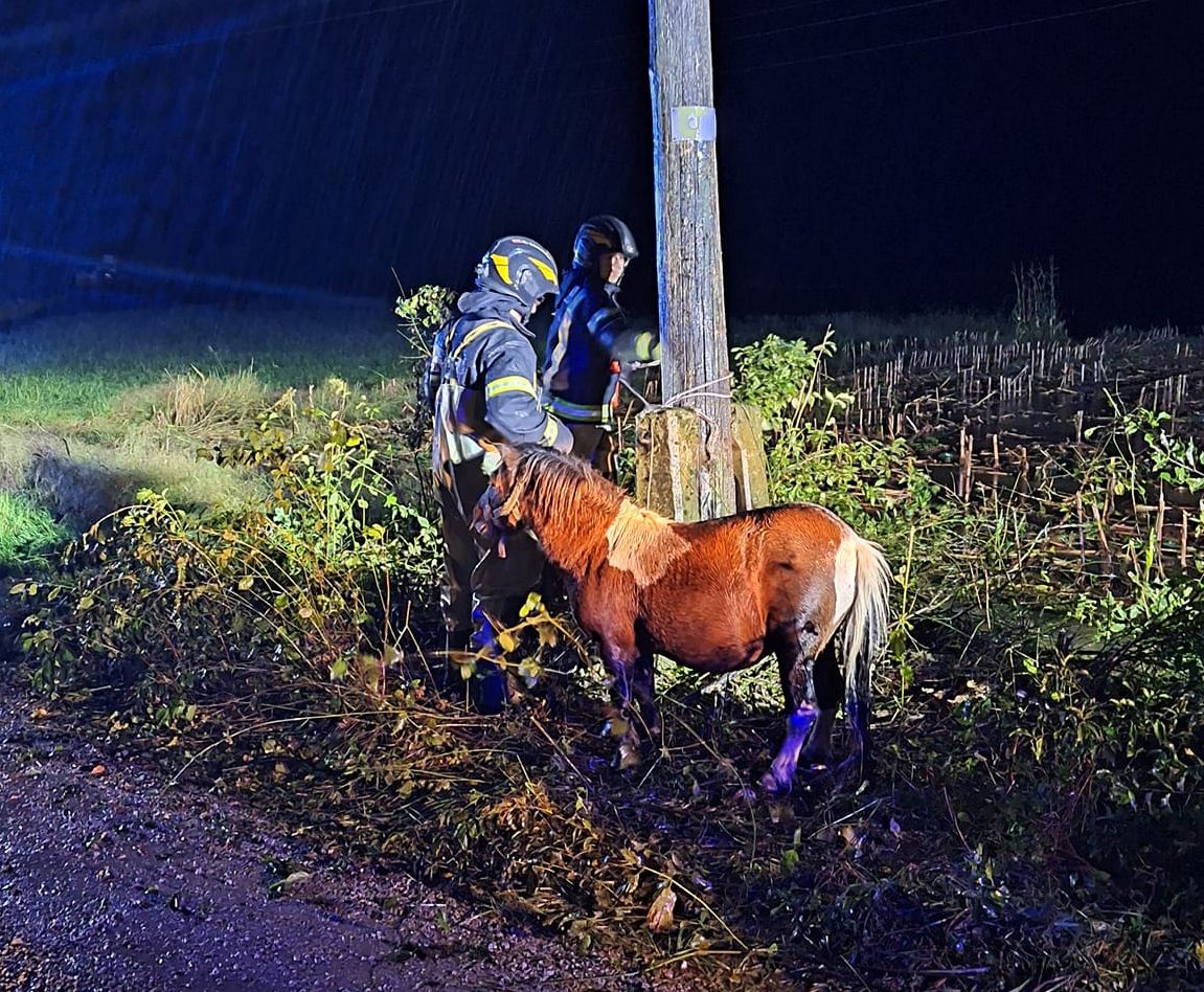 ''Iz poplavljenega hleva v Ponovi vasi smo rešili živino in jo premestili na "kopno". Za enega pujska je bila voda žal previsoka,'' so na svojem Fb profilu zapisali gasilci. (Fotografiji: PGD Šmarje Sap)