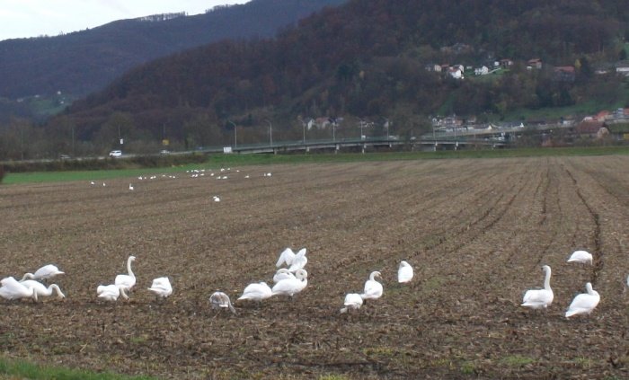 Labodji vsakdan na brežiški njivi. (Foto: arhiv DL; M. L.)