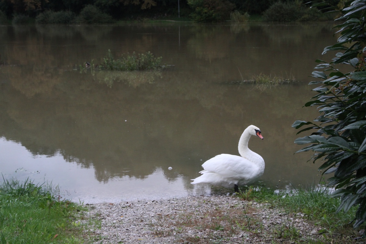 _Novo mesto - Loka (10)