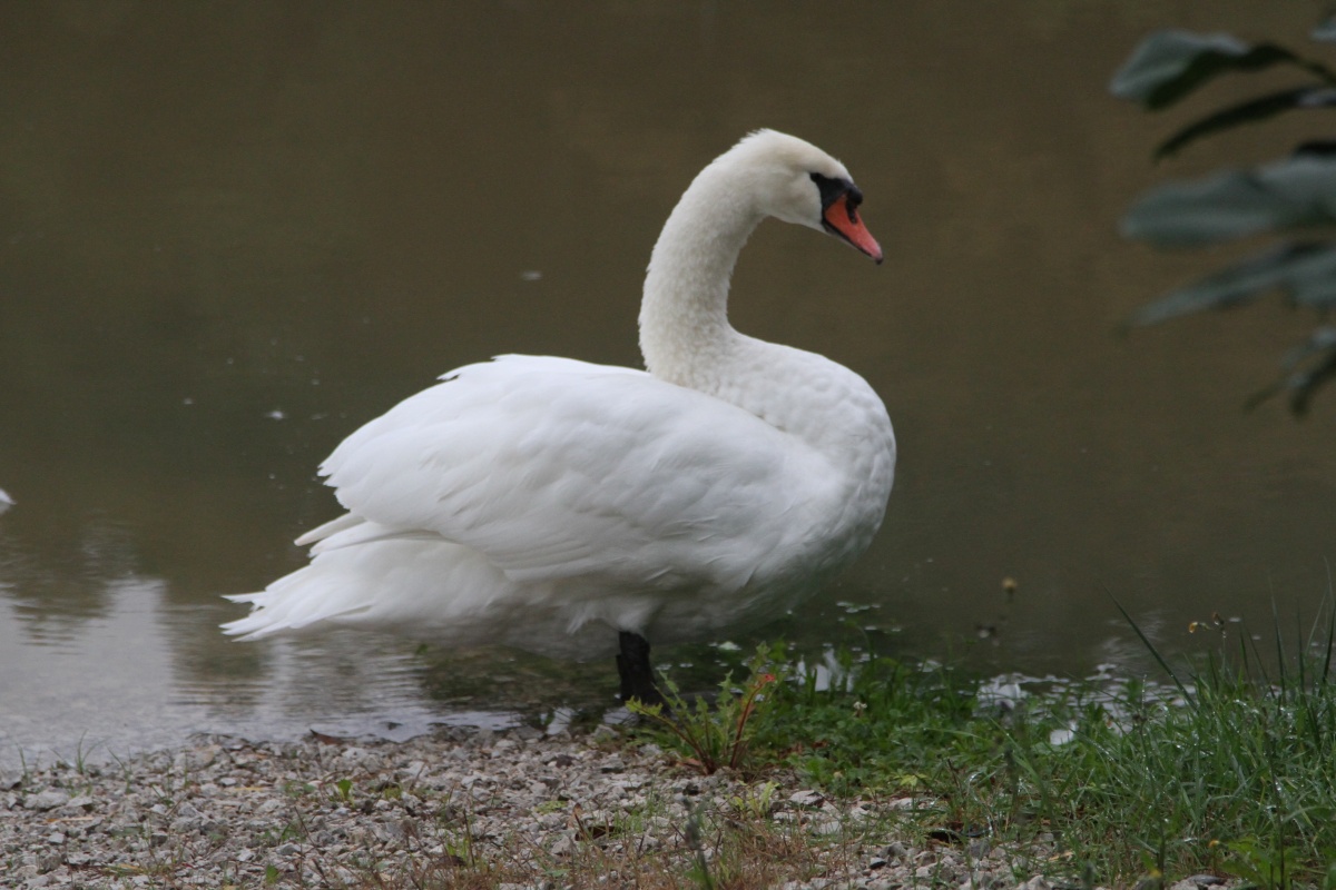 _Novo mesto - Loka (11)