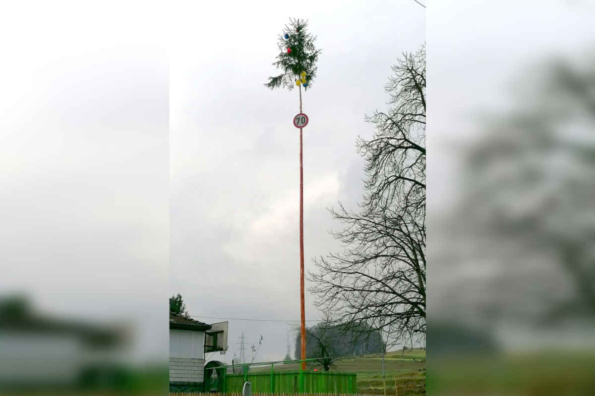 Postavljanje mlajev je naša tradicija, a vprašanje, za kakšno priložnost. (Foto: L. M.)