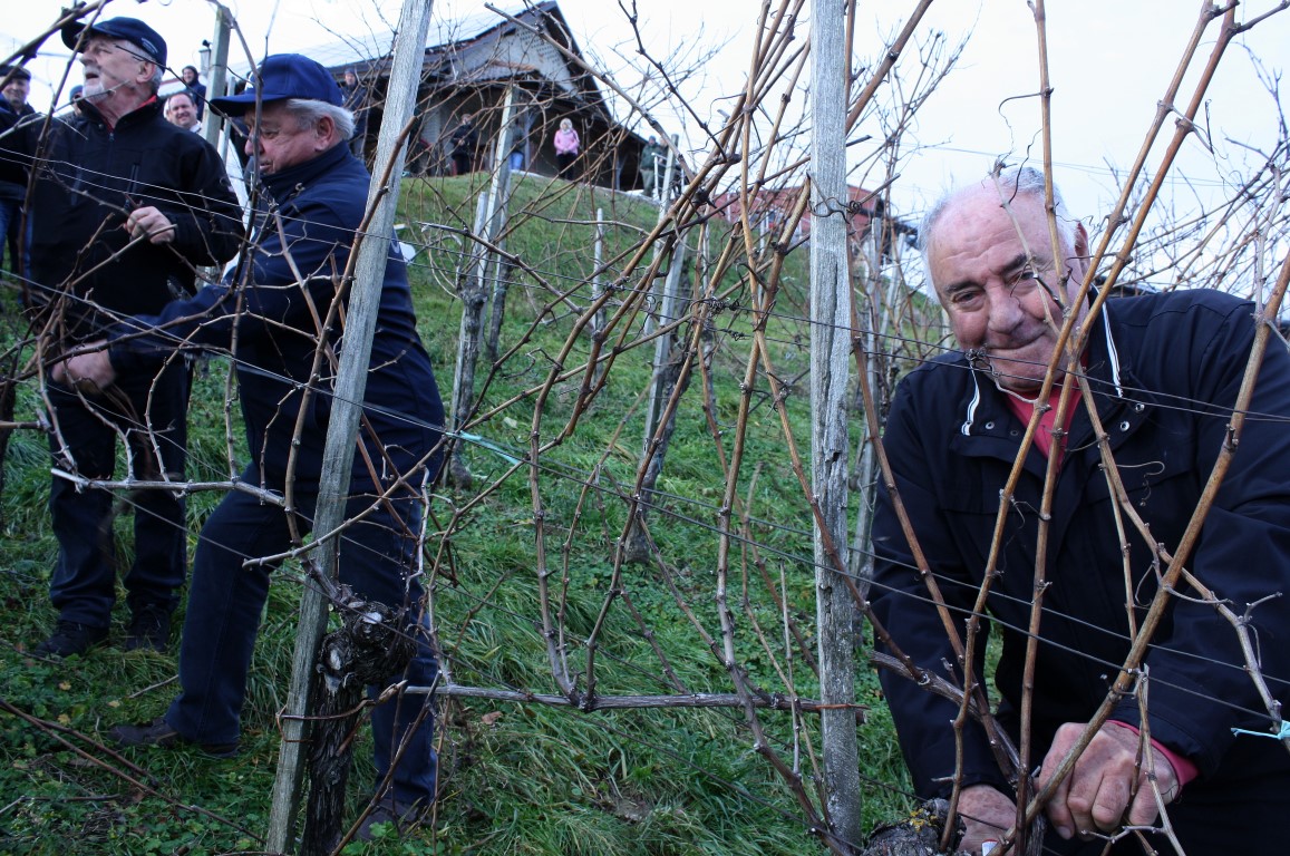 Jožetu (Pepčetu) Varlecu (desno) se je v njegovem vinogradu v Podgorju pridružilo s škarjami v rokah še nekaj članov Vinogradniškega društva Pišece.